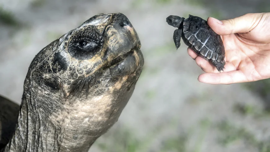 Goliath the Galápagos tortoise celebrated his first Father's Day and 135th birthday