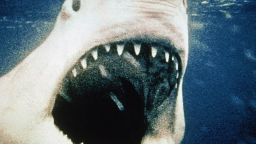 You’re Gonna Need a Bigger Blockbuster: ‘Jaws’ at 50