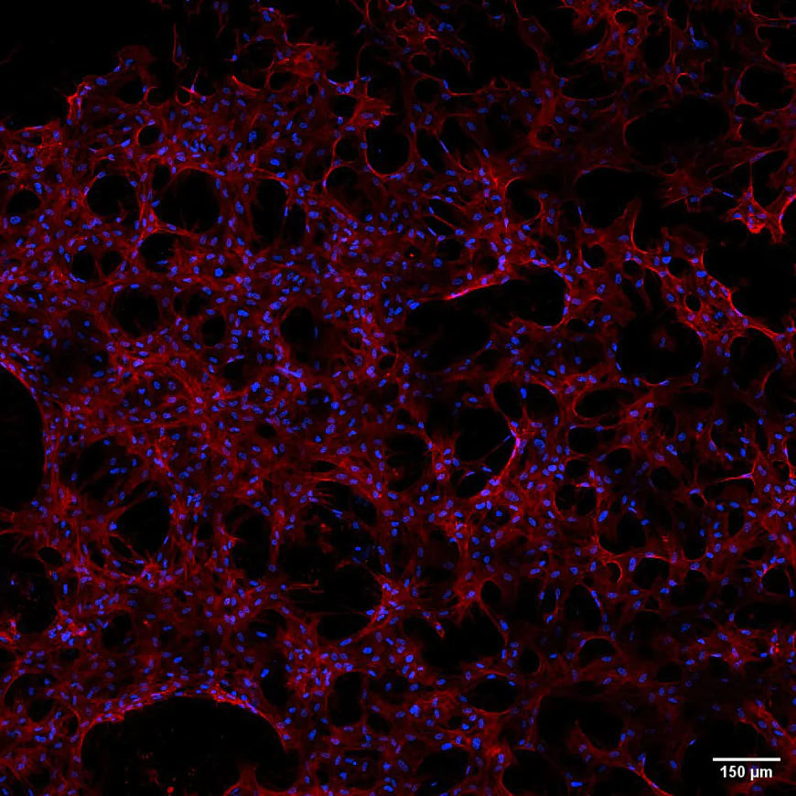 Space Station Cell Studies