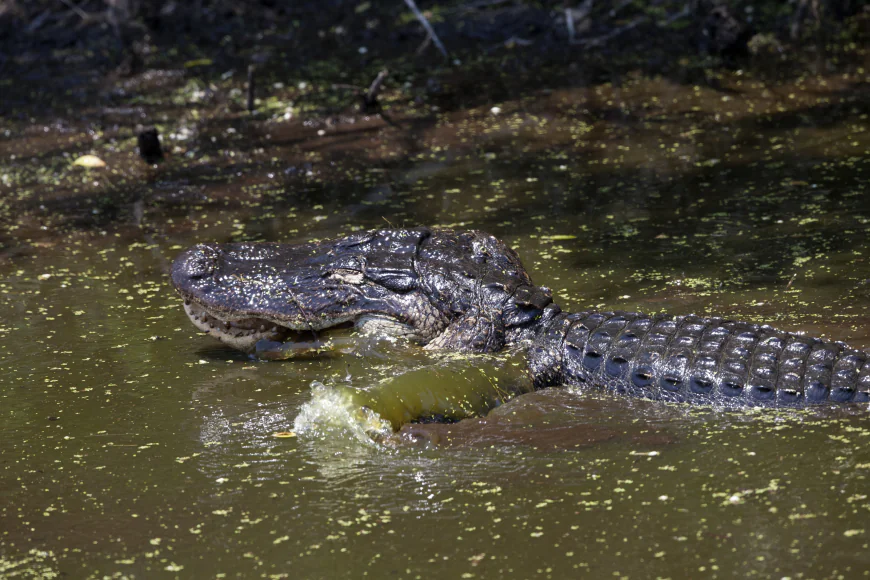 Alligator Goes for a Swim